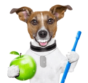 K9 Dental