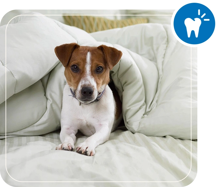 Cute dog snuggled under a blanket.